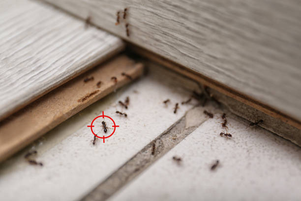 Best Emergency Pest Control  in Paducah, TX