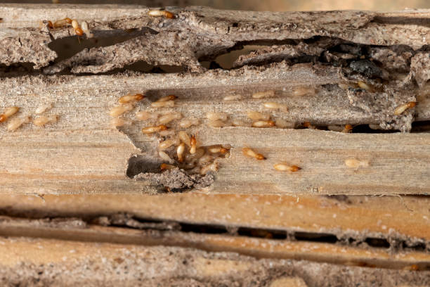 Best Mosquito Control Services  in Paducah, TX