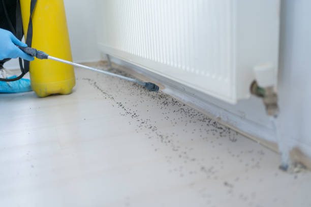 Best Local Pest Control Services  in Paducah, TX